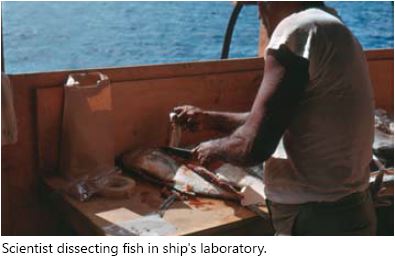 Scientist dissecting fish on deck of the ship