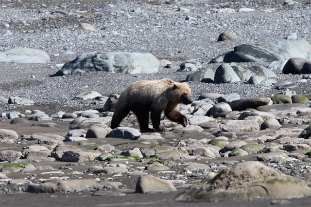 Brown bear, Alaska